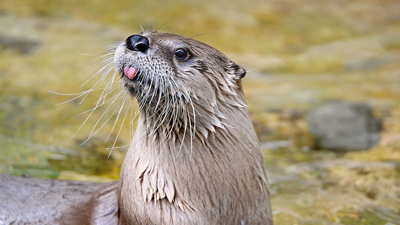 A North American river otter (Lontra canadensis) looks at the camera, sticking its tongue out