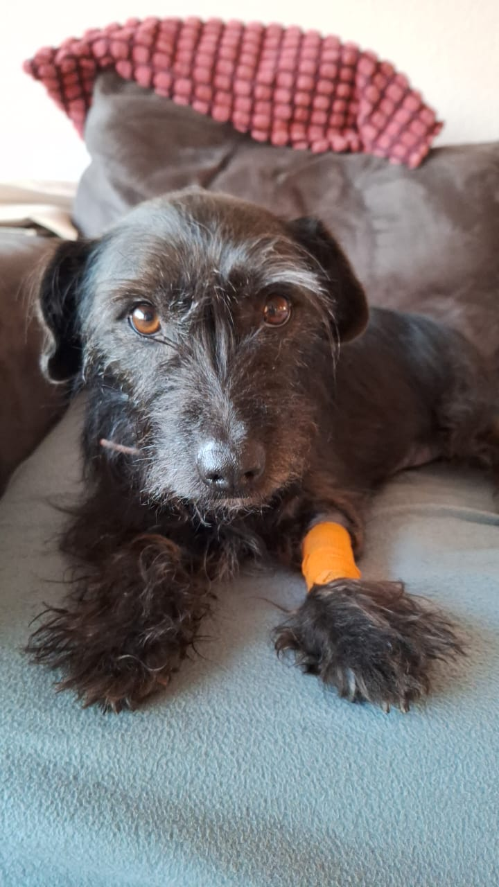 A black dog of small-to-medium size and black, long fur stares at the camera. Her front left paw has bandages after drawing blood.