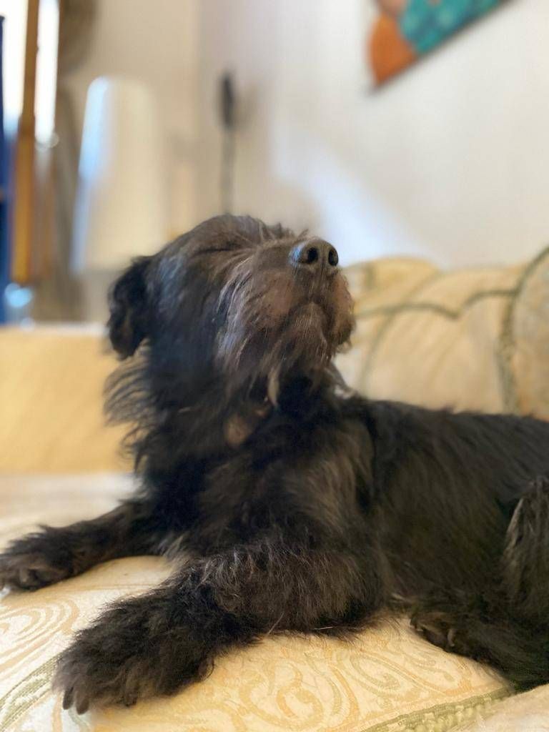 Winnie, my small-to-medium dog with long black fur, is sitting on a sofa, making a "I'm not amused" face.