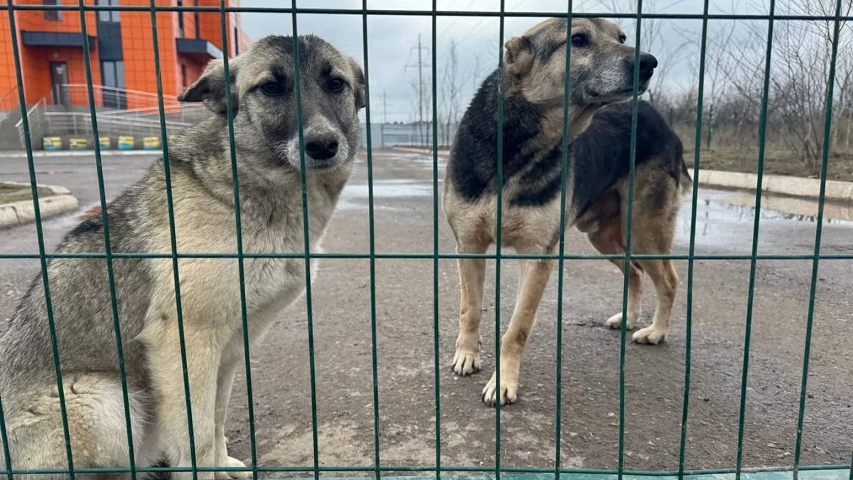 The Tightening Noose of the Cheap Idiot: Why Kazakhstan’s Euthanasia Law is a Fatal Mistake