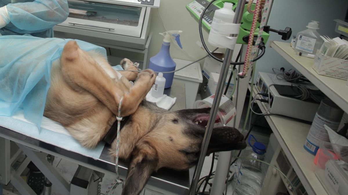 «Саран идиоттың ілмегі»: эвтаназия заңы неге қате?