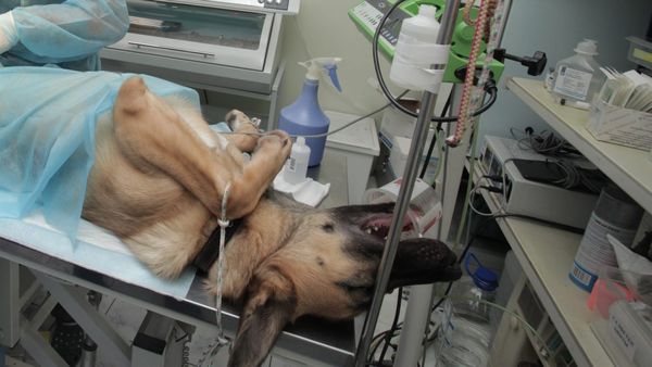 «Саран идиоттың ілмегі»: эвтаназия заңы неге қате?