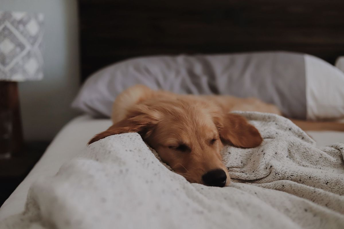 Renting with pets: Calls for an end to pet discrimination