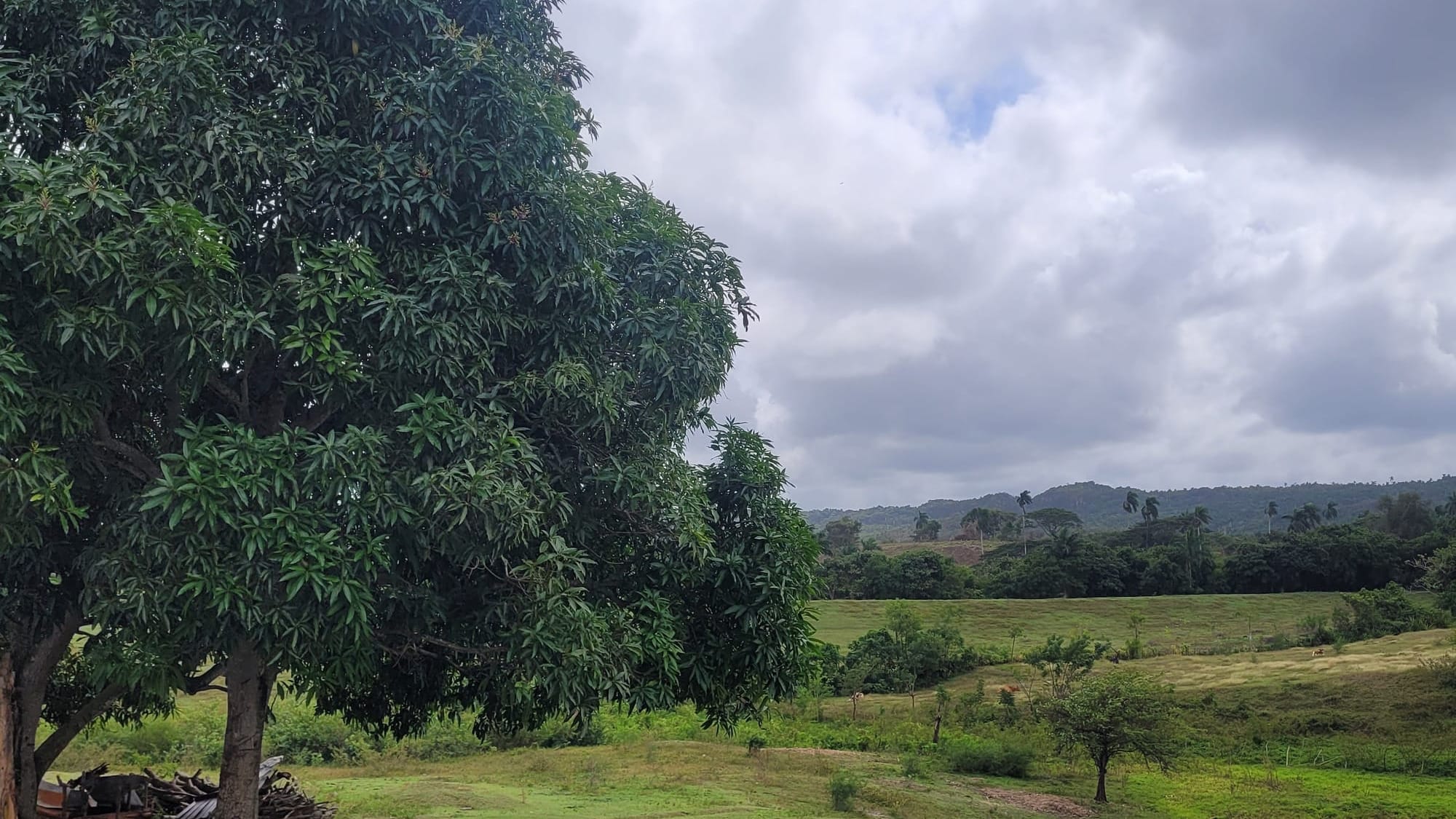 Cuban rural landscape