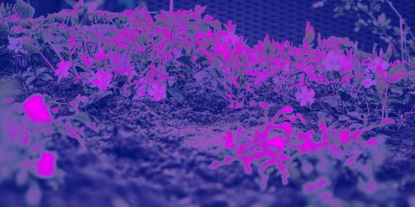 A Developer Ecosystem In Full Bloom