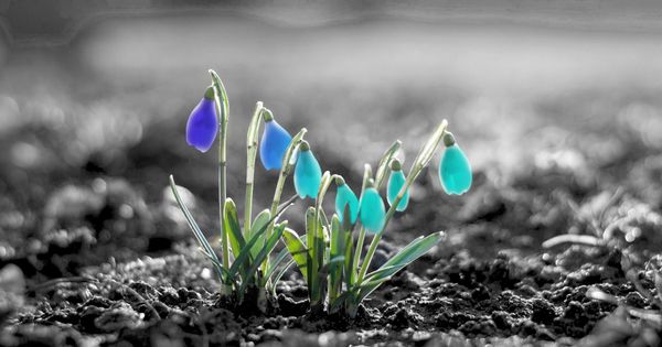 Becoming Viable: Seeds to Saplings