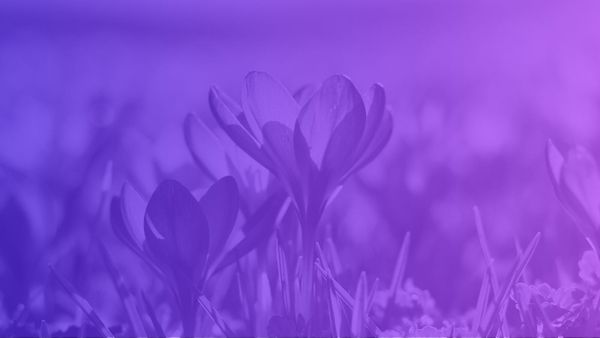 Holochain 0.1 Matures