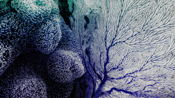 Data Commoning with Holochain Pt.1