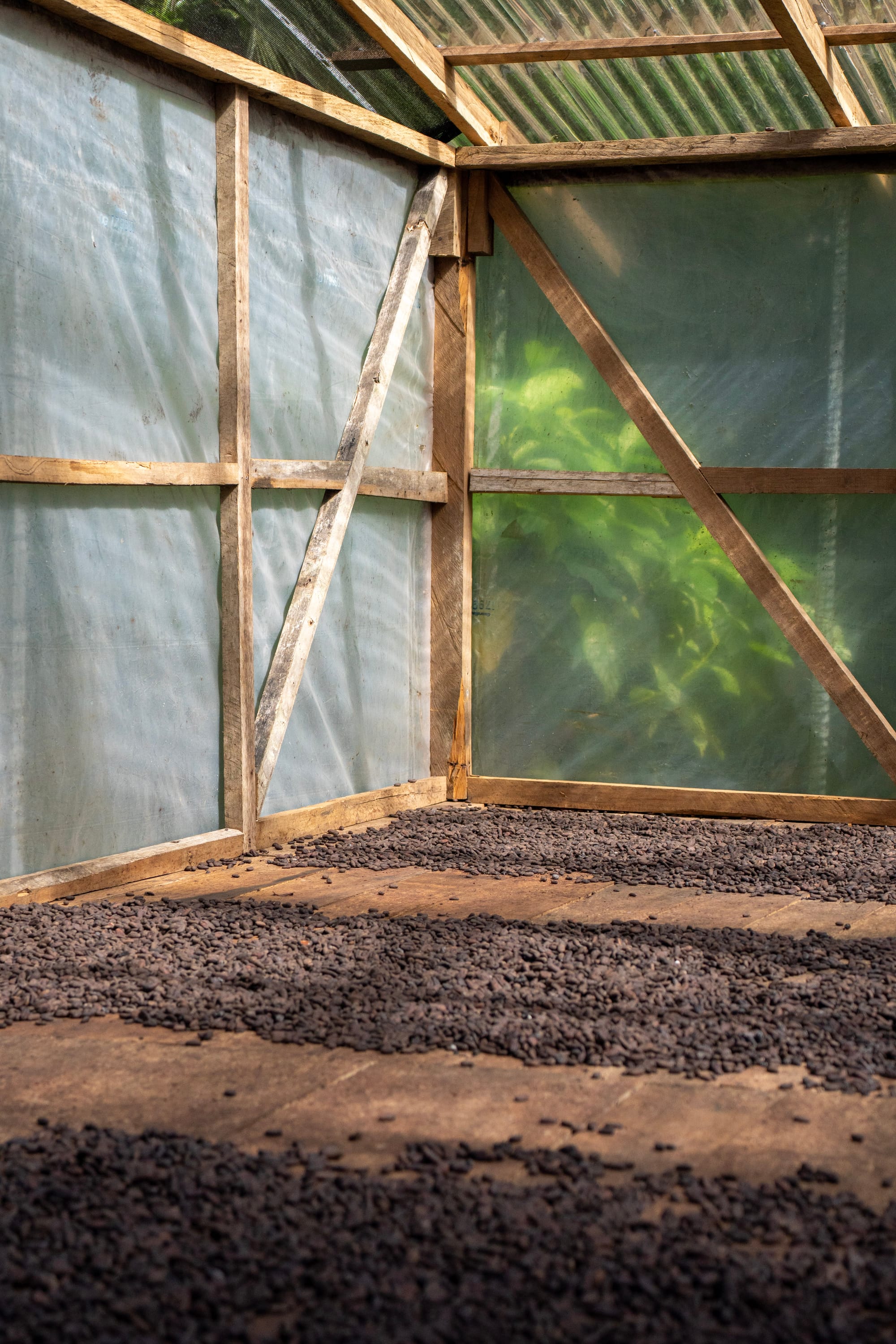 cacao drying techniques