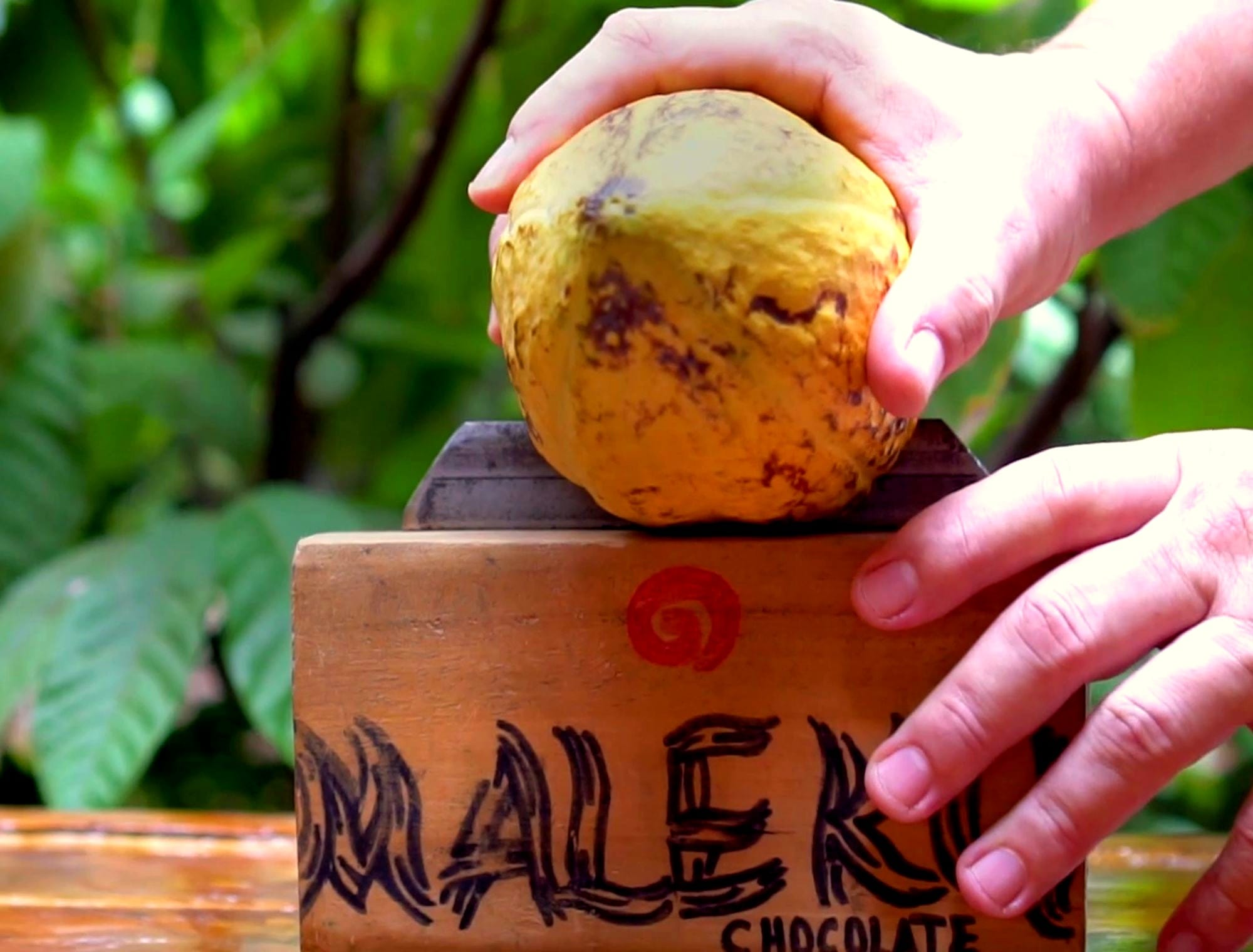 The Maleku People of Costa Rica: The Roots That Shape Our Chocolate