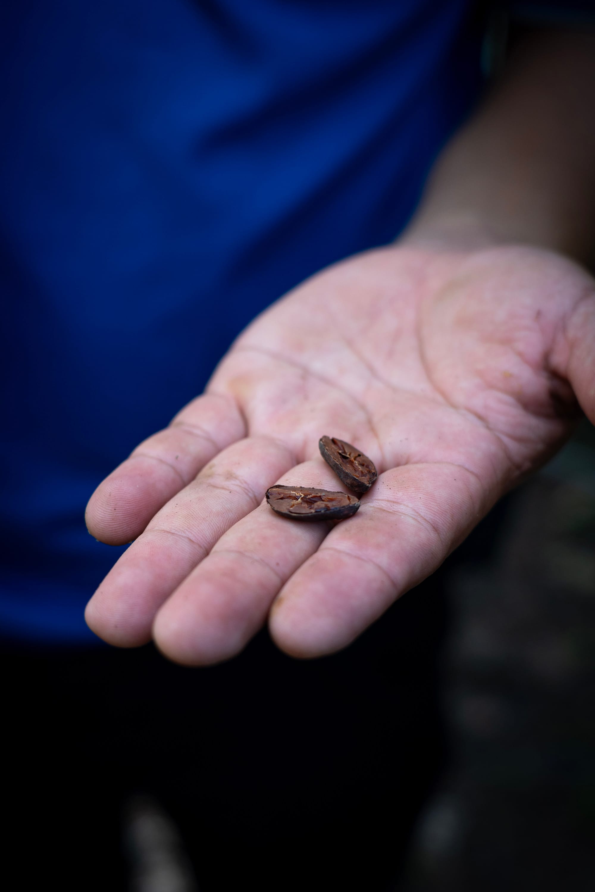 The Unadulterated Bean: Tracing Flavor from Farm to Factory