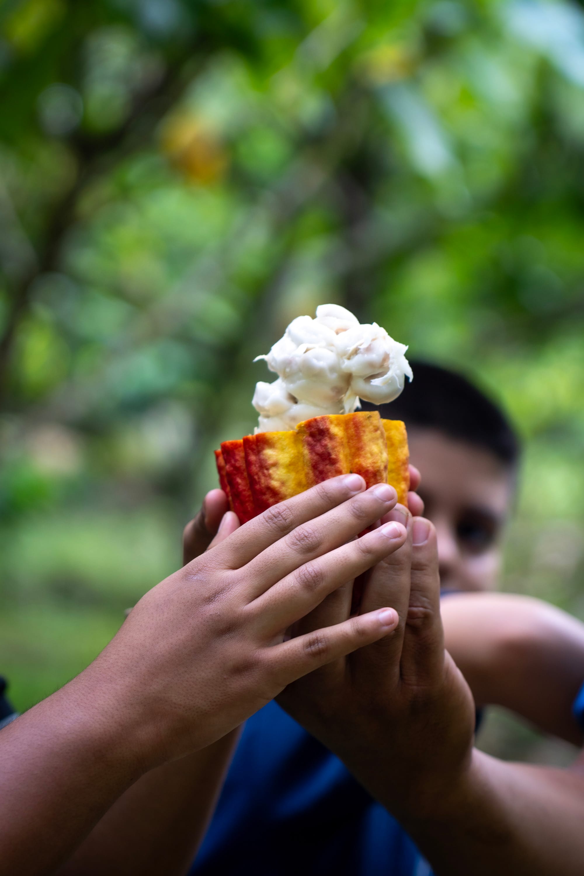 The Science of Sensation: Deciphering Fine Aroma Cacao