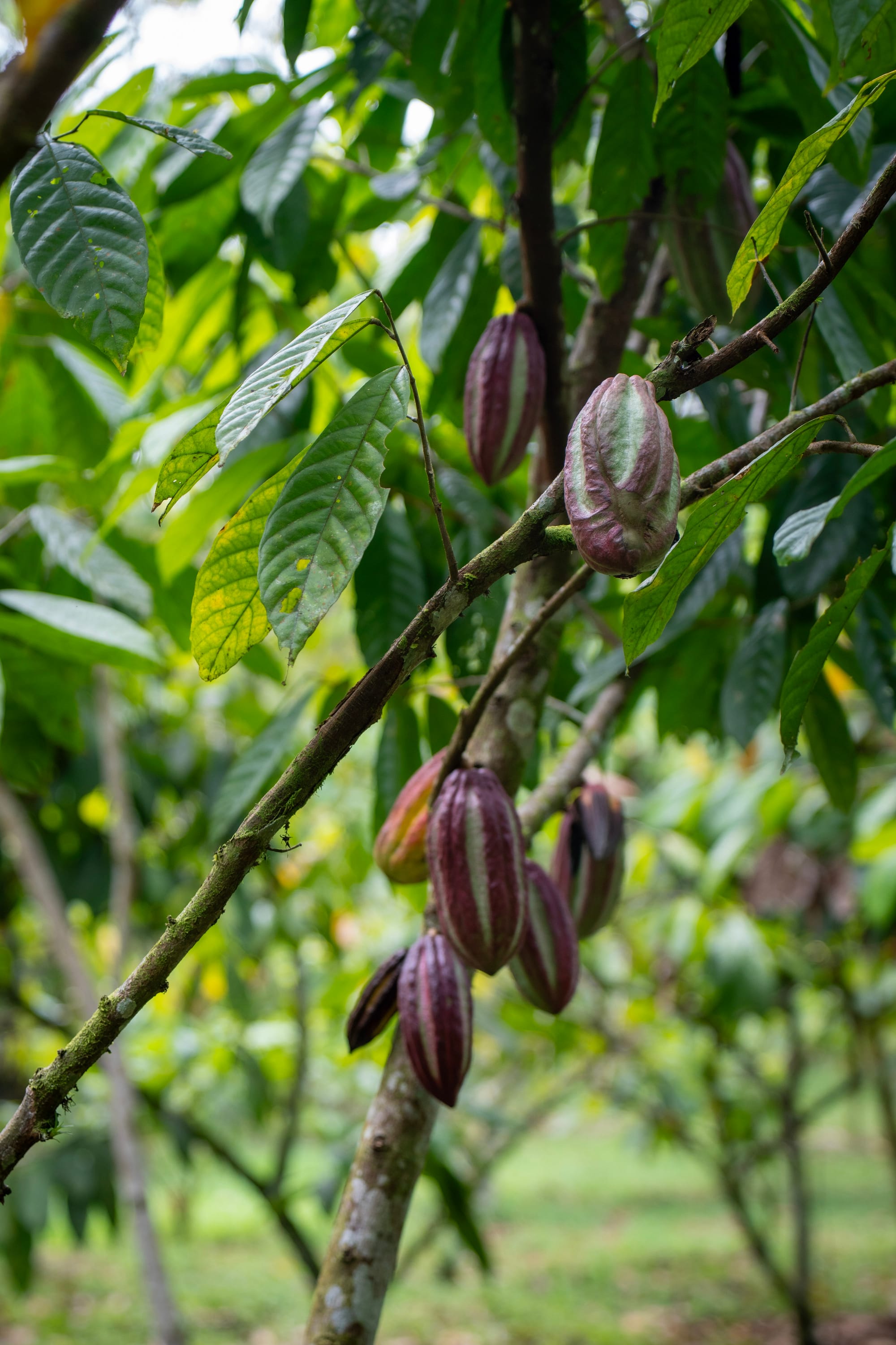 The Luxury of Knowing: Why Maleku’s Single-Estate Cocoa Butter and Nibs Are Our Most Valuable Components