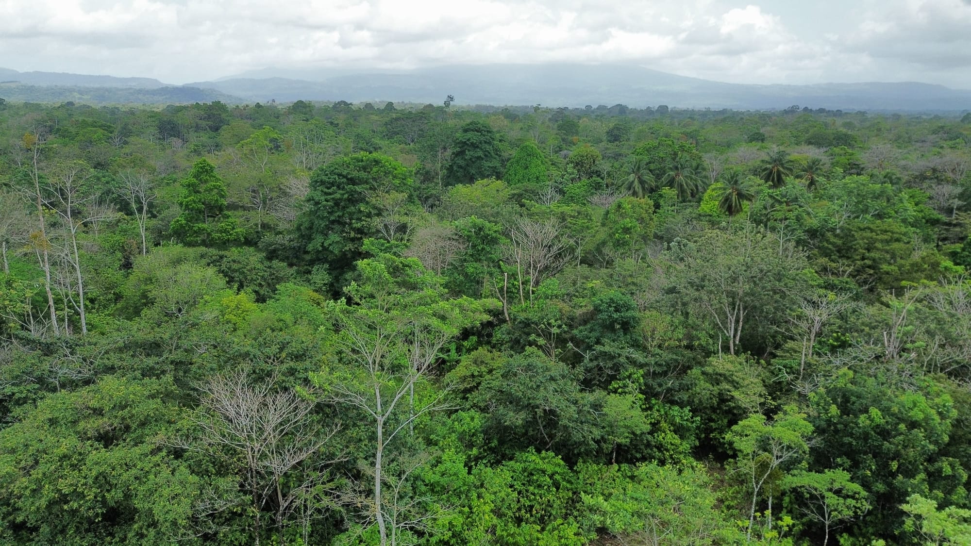 Cacao Flavanols: The Clinical Evidence Behind Dark Chocolate and Heart Health