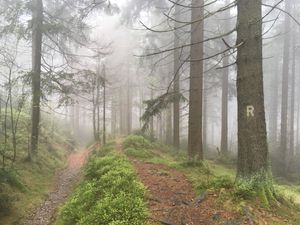 Der Rennsteig: Wandern auf dem ältesten Fernwanderweg Deutschlands