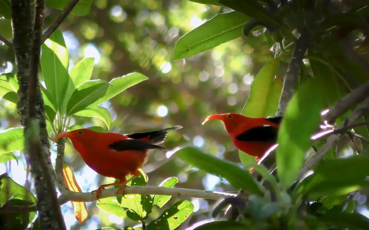 Can Google’s Perch AI Actually Save Wildlife?