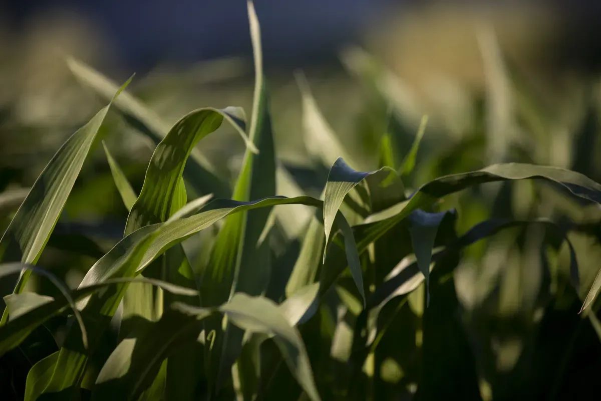 Miracle Drugs at Machine Speed?