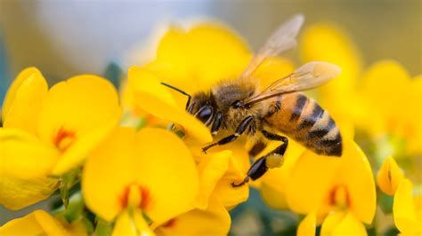 Bournville Beekeepers visit the Co-op Gardening Group