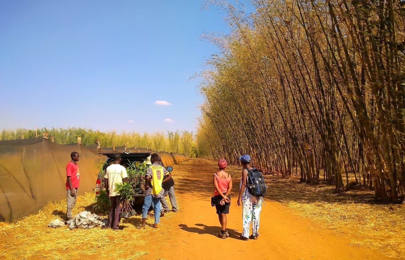 Tree planting for Malawi