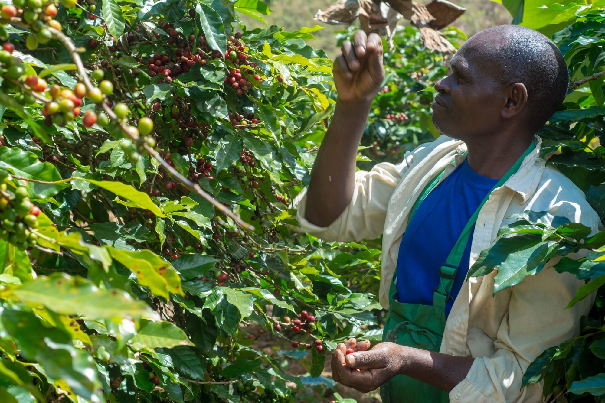 Mzuzu Coffee