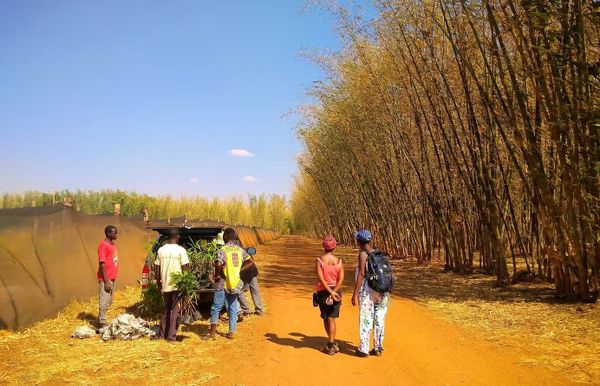 Tree planting for Malawi