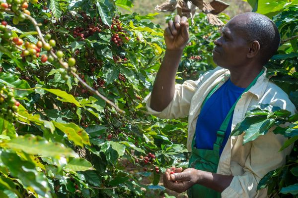Mzuzu Coffee