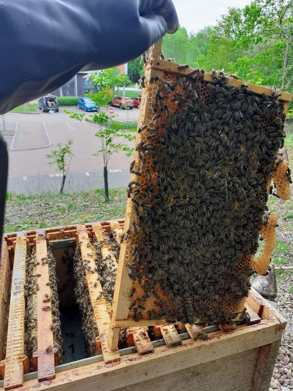 A Buzzing session on OurCoop Bees 'Live at the Hive'