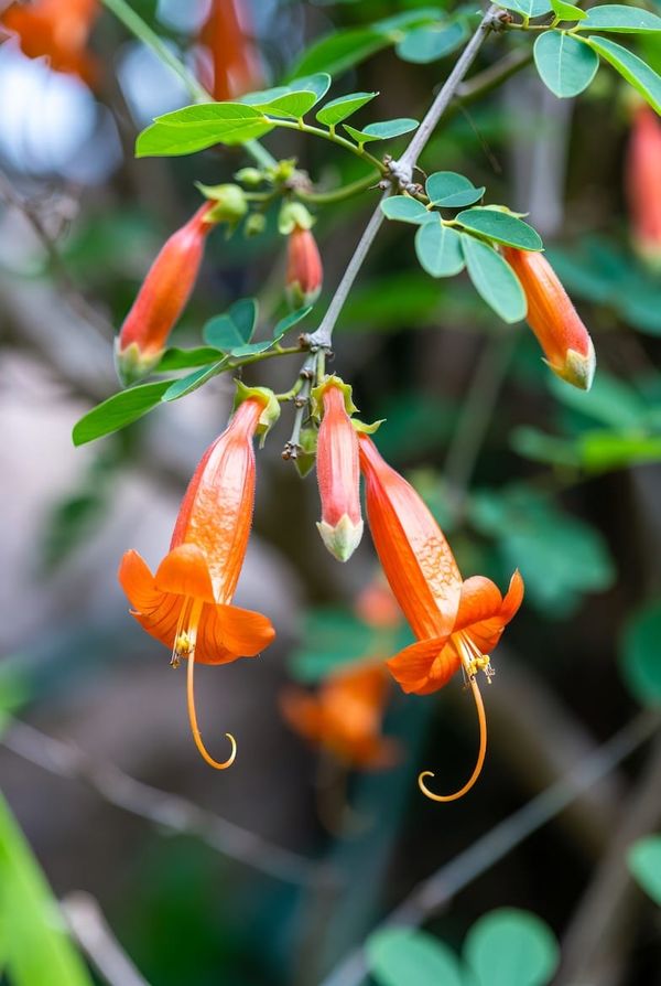 Could herbal remedies be the secret weapon against Lyme Disease?