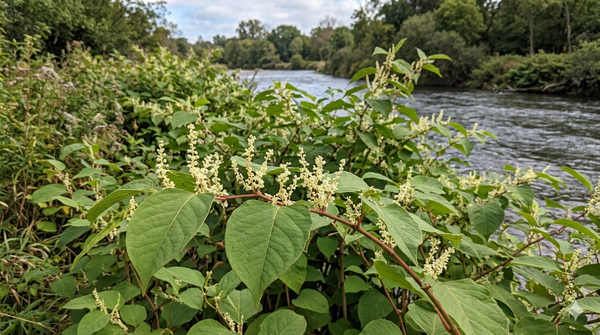 Promising Breakthroughs for Tackling Babesiosis: Hope Emerges from Herbal Medicines