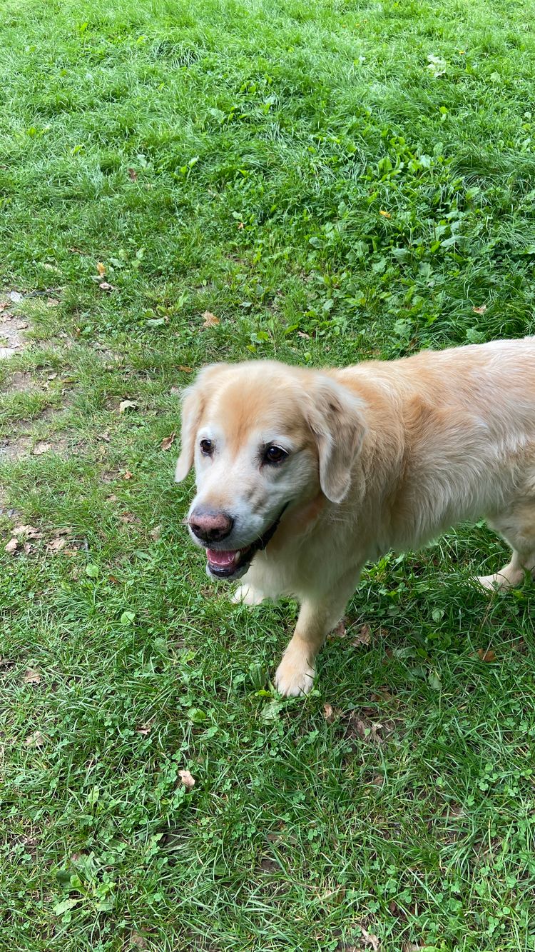 Dog walking with my wife