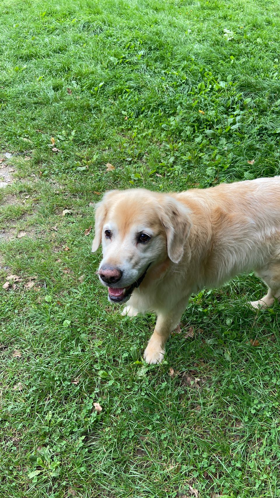 Dog walking with my wife