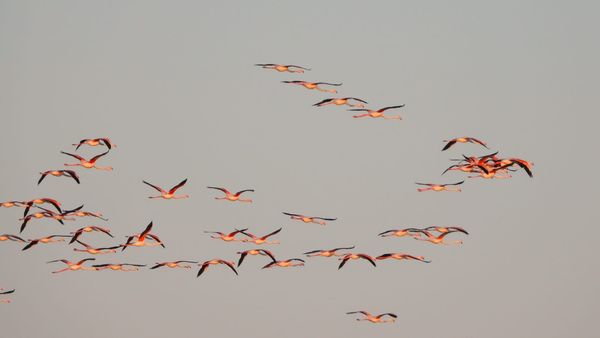 🌱 #6 Fenicotteri e biodiversità
