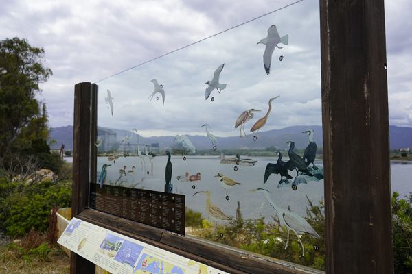 🌱 #9 Come misuriamo la biodiversità delle zone umide (e la sua perdita)