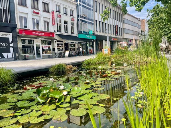 🌱 #16 La piccola rivoluzione delle paludi urbane