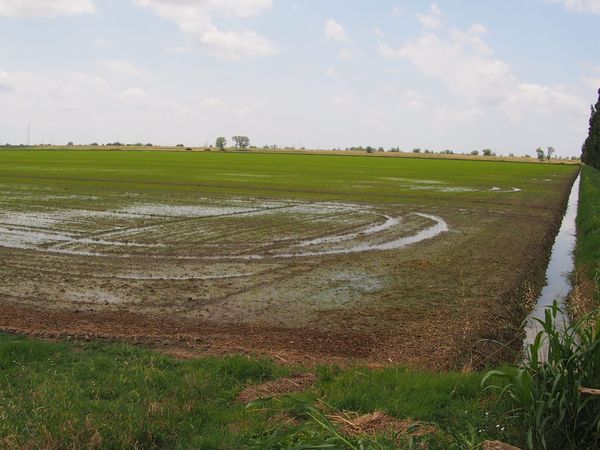 🌱 #15 I fantasmi del Delta del Po