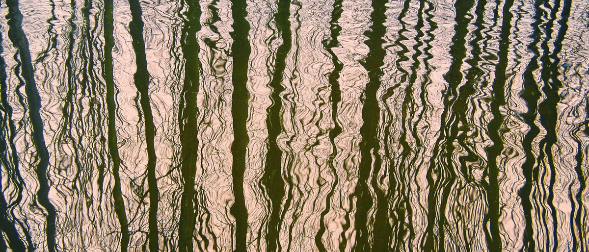 Photograph of tree reflections rippling in water with warm golden light