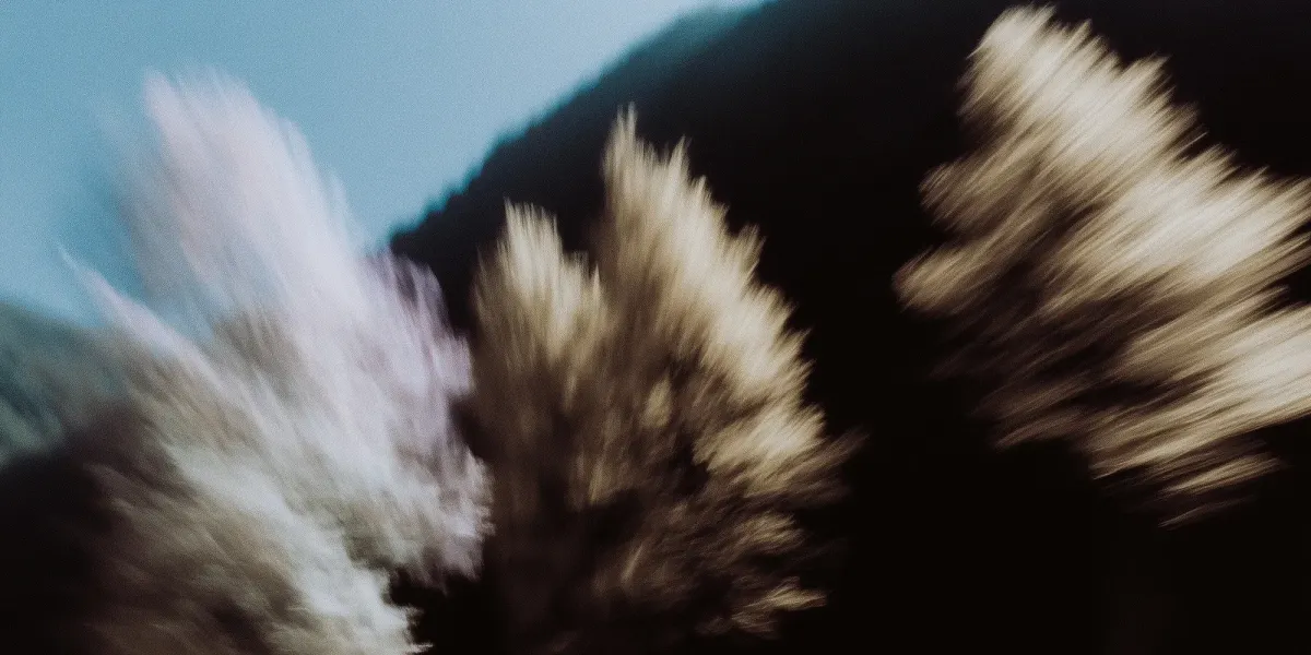 Motion blur photograph of autumn trees in golden light