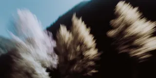 Motion blur photograph of autumn trees in golden light