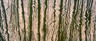 Photograph of tree reflections rippling in water with warm golden light