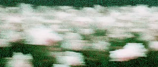 Motion-blurred white shapes drifting across a grainy dark green field