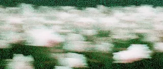 Motion-blurred white shapes drifting across a grainy dark green field