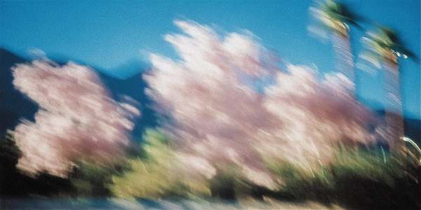 Motion blur photograph of pink blossoms against a blue sky