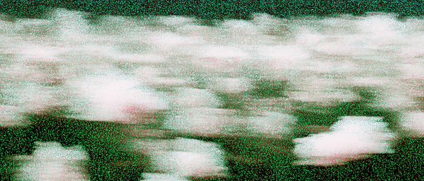 Motion-blurred white shapes drifting across a grainy dark green field