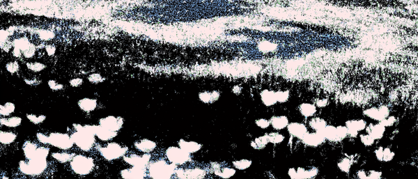 Abstract black-and-white image of scattered pale flower shapes against a dark, streaked background