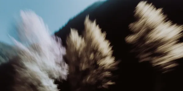Motion blur photograph of autumn trees in golden light