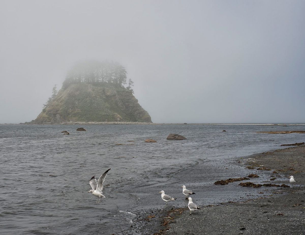 A view of the pyramid of Tskawahyah Island as from Cape Alava, with seagulls looking for food in the low surf of the Pacific Ocean.