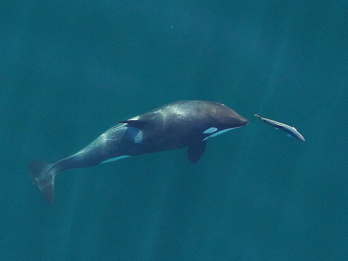 Seen from above, an orca whale pursues a chinook salmon in clear water.