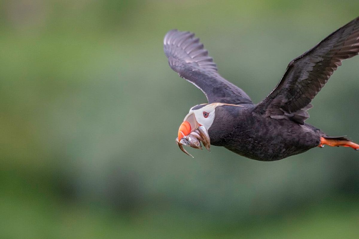 A puffin flies with several small fish in its beak.