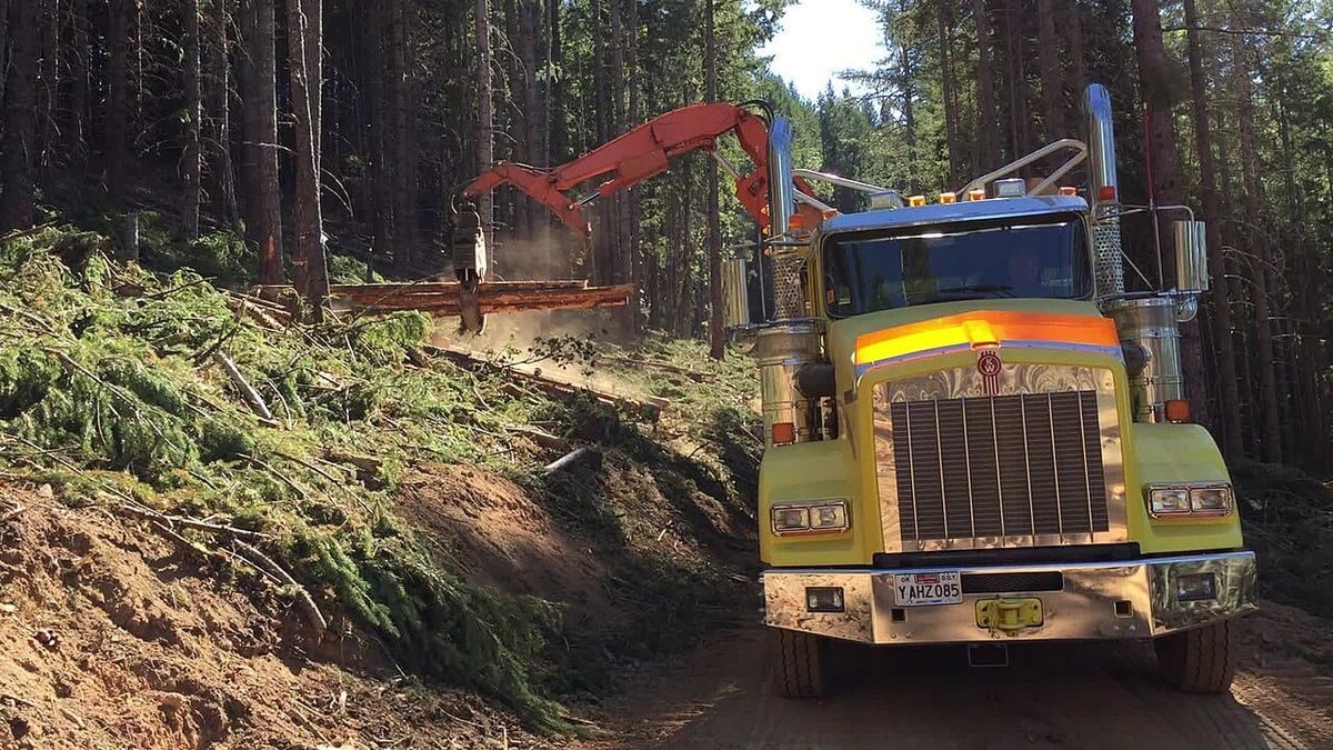 A logging truck fitted with a grab hook lifts a freshly cut log into the truck.
