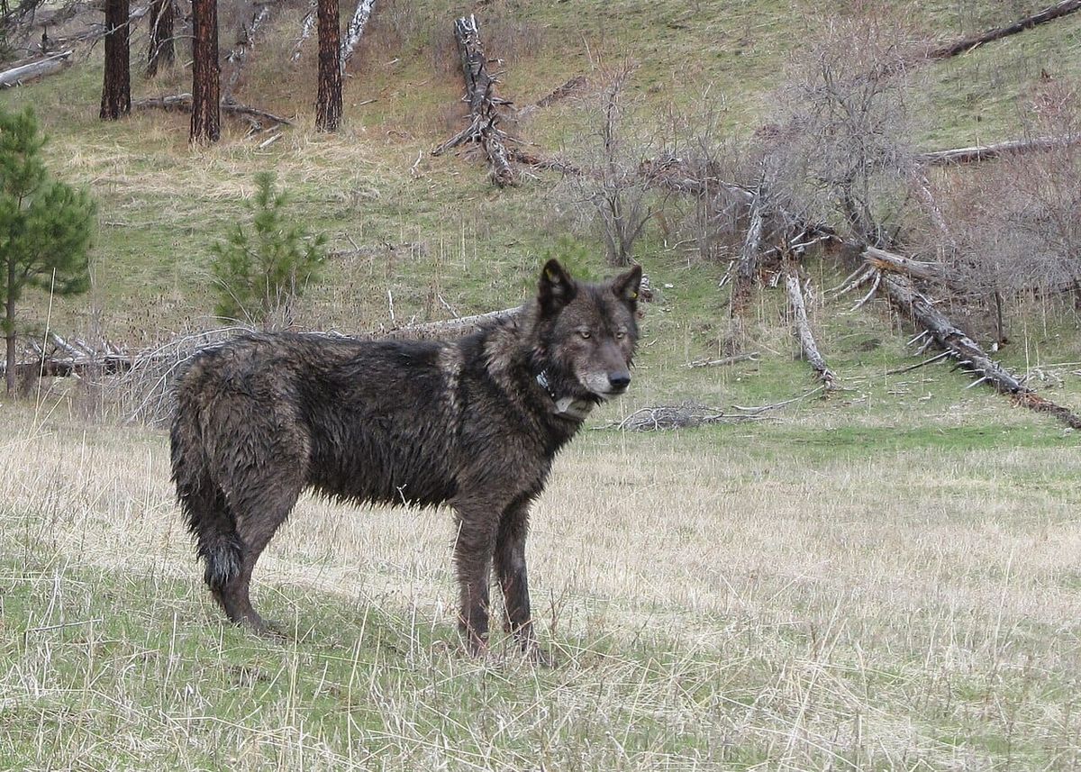 A dark gray wolf looks at somethign while standing in a meadow and a grove of small pines.